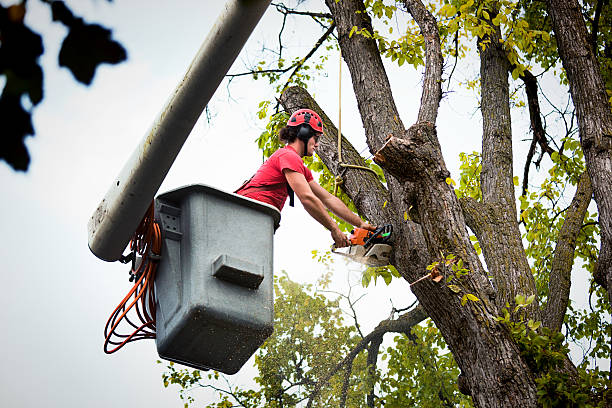 Mulching Services in Hartsville, SC